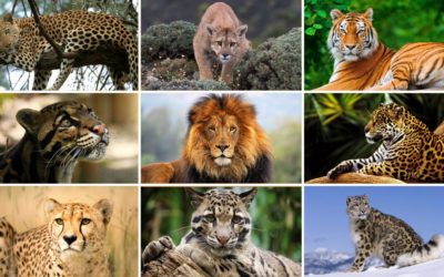 Dashboard week – Day 4 – The Big Cats