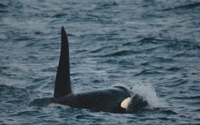 Where Might I Spot An Orca?