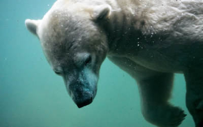 Dashboard Week Day4- Global Trade of Endangered species