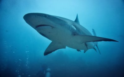 Dashboard Week: Day 5 – Shark Attacks